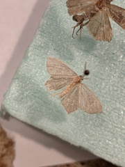 Chloropteryx tepperaria