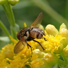 Gymnoclytia