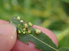 Aculus