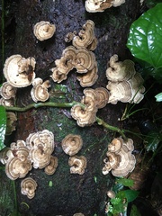 Trametes menziesii