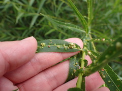 Aculus