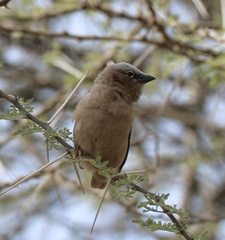 Pseudonigrita arnaudi