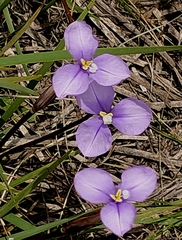 Patersonia occidentalis occidentalis