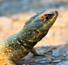 Tropidurus catalanensis