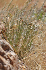 Erigeron arenarioides