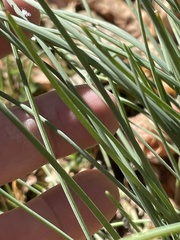 Allium vineale