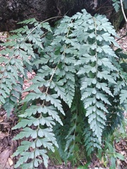 Asplenium praemorsum