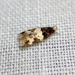Sphyrelata melanoleuca
