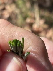 Allium vineale
