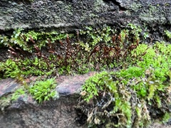 Tortula muralis