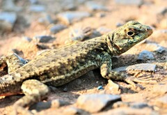 Tropidurus catalanensis