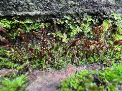 Tortula muralis