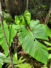 Philodendron ornatum