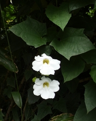 Thunbergia