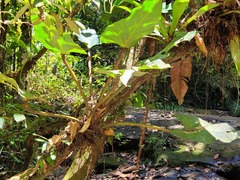 Philodendron melinonii