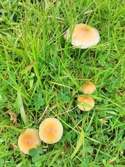 Psilocybe cubensis