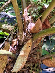 Philodendron melinonii