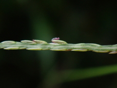 Digitaria setigera