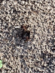 Aphaenogaster longiceps