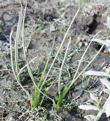 Triglochin scilloides