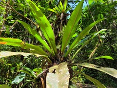 Philodendron insigne