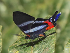 Rhetus dysonii