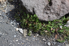 Alchemilla procumbens