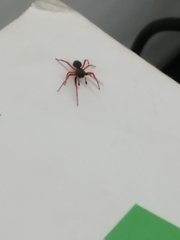 Trachelopachys