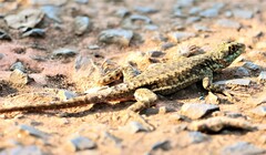 Tropidurus catalanensis