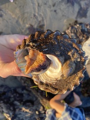 Megastraea undosa