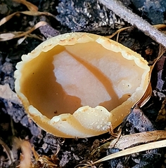 Peziza varia