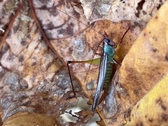 Orchelimum pulchellum