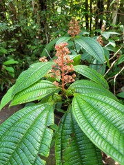 Miconia tococa