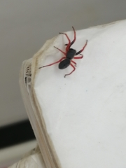 Trachelopachys