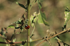 Calligrapha serpentina