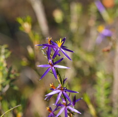 Calectasia intermedia
