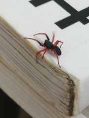 Trachelopachys