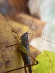 Orchelimum pulchellum