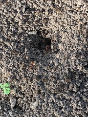 Aphaenogaster longiceps