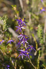 Calectasia intermedia