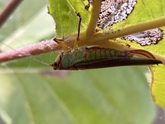 Orchelimum pulchellum