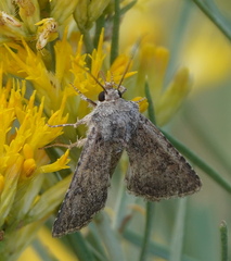 Protorthodes alfkenii