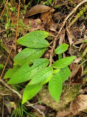 Nautilocalyx pictus