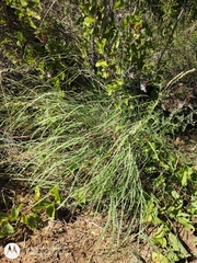 Bouteloua reflexa