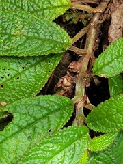 Nautilocalyx pictus