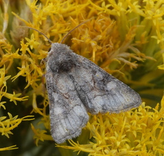 Lacinipolia meditata