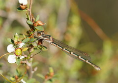 Austrolestes annulosus
