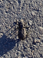 Phloeodes diabolicus