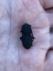 Phloeodes diabolicus