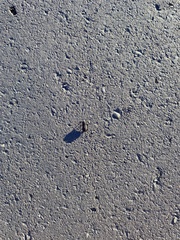 Phloeodes diabolicus